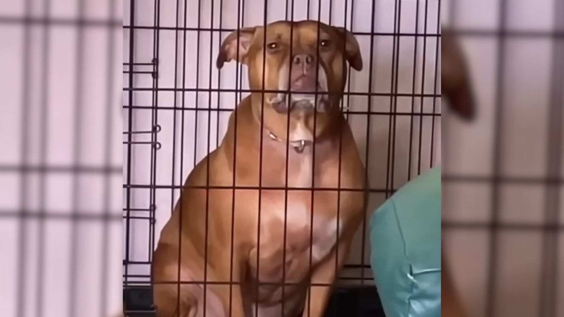Illinois Dog Locked In A Cage Her Whole Life Finally Learns What Love Feels Like