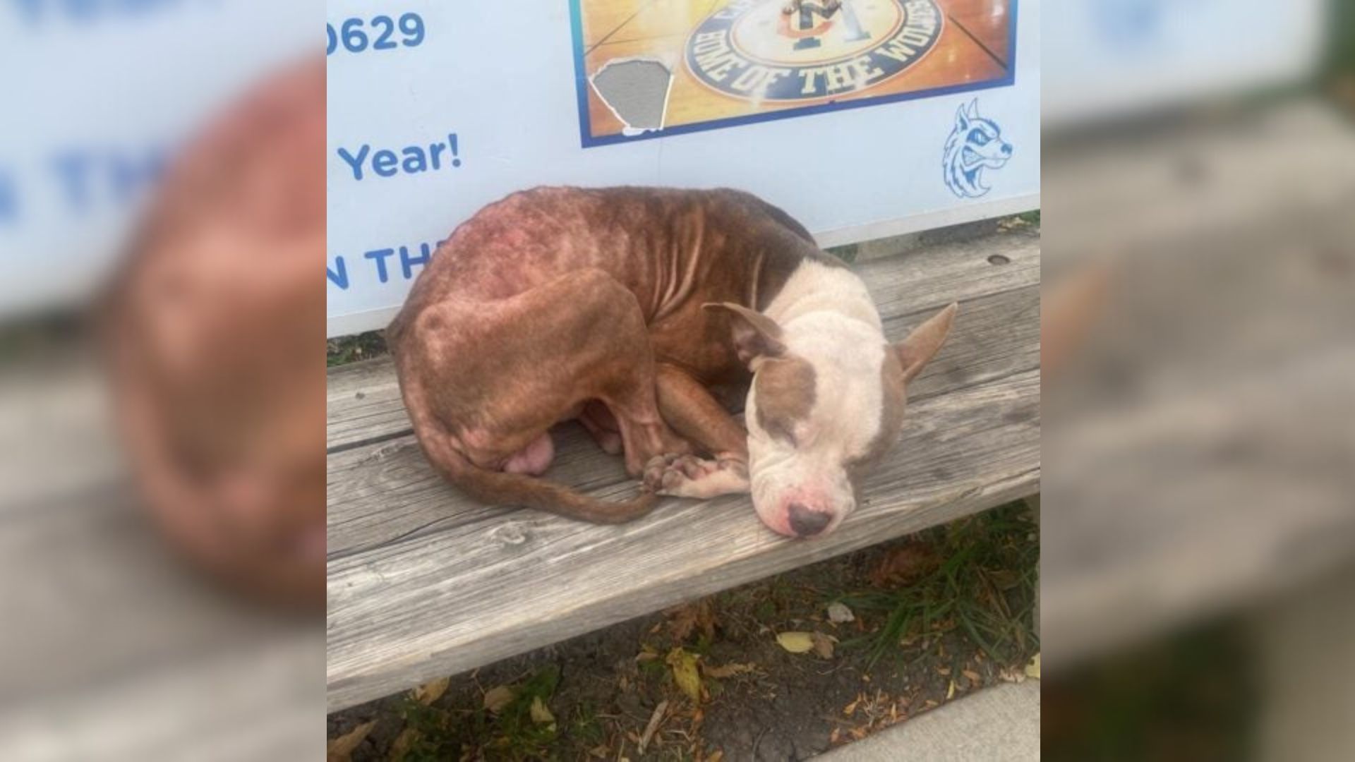 Illinois Dog’s Wait For His Owner Who Never Came Back Ended With Something Truly Beautiful
