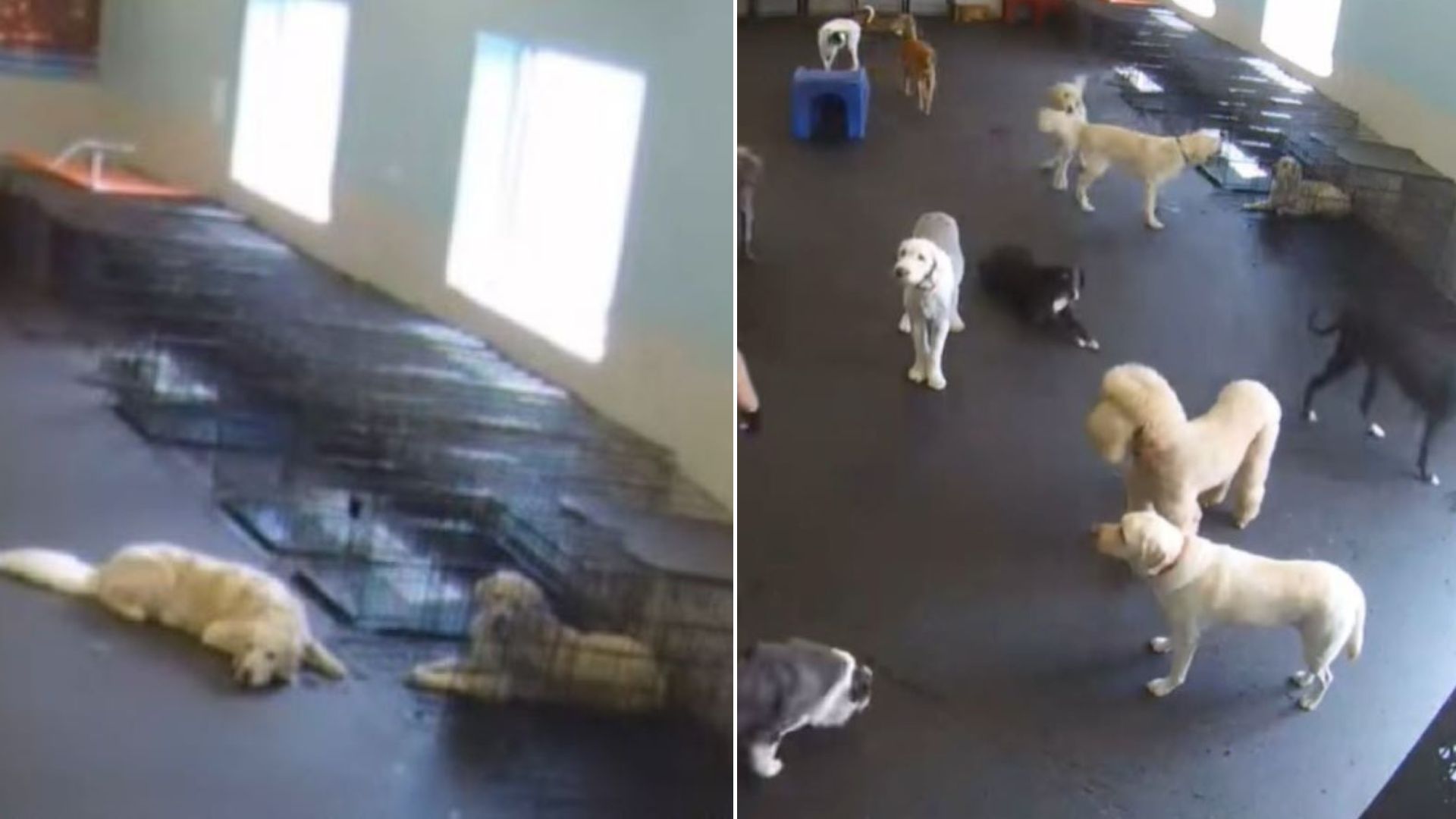 Illinois Golden Retriever Finds His Brother In A Crate And Does The Sweetest Thing