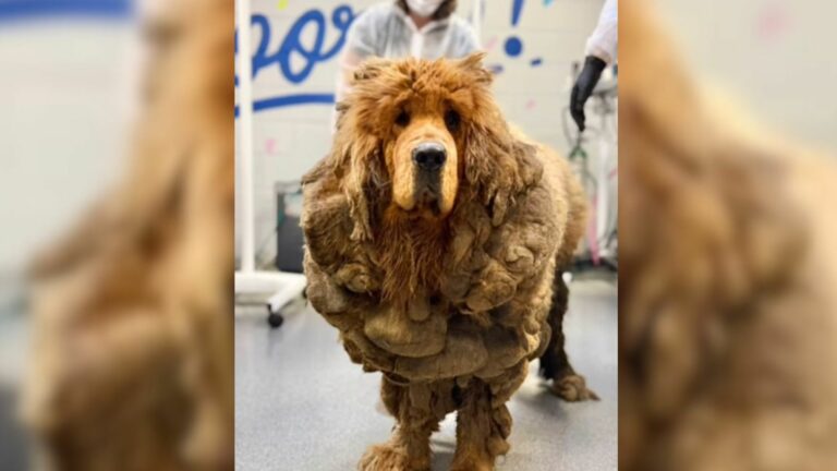 matted dog
