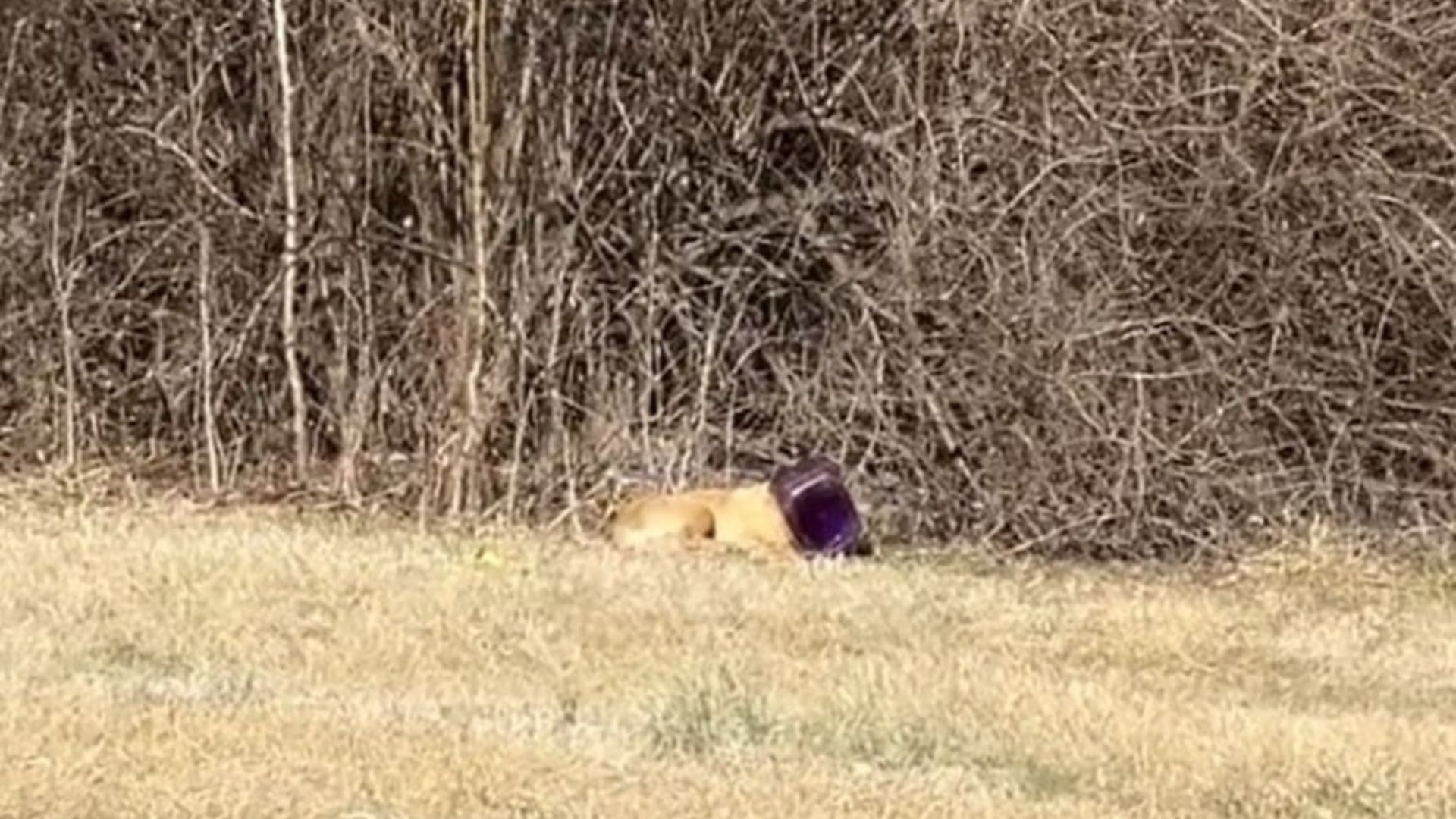 Illinois Rescuers Shocked To Find Dog Wandering Streets With Cheeseball Bucket Stuck On His Head