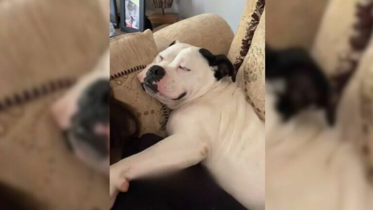 shelter dog