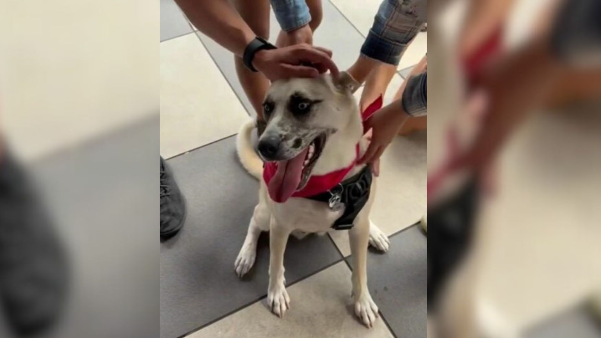 shelter dog
