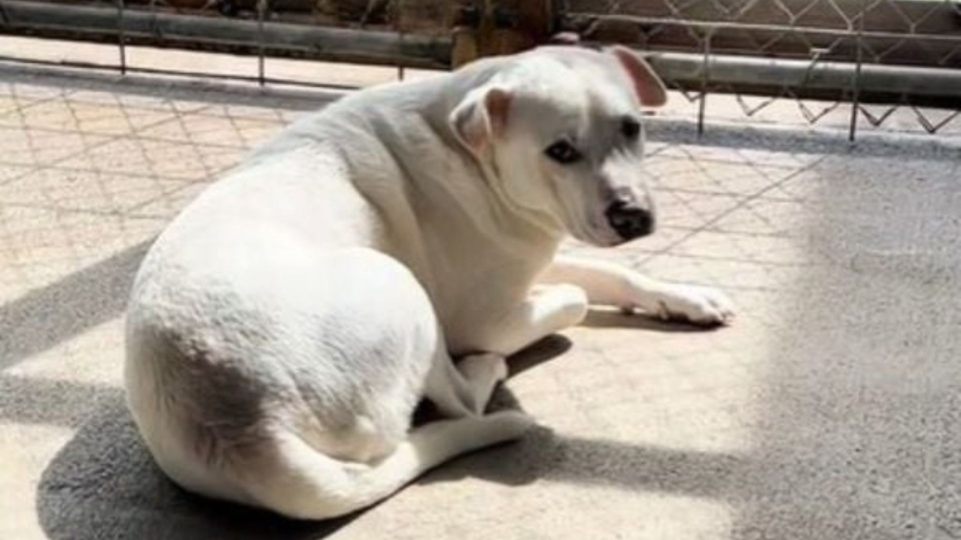 Illinois Shelter Dog Waits For Adoption, But The Family Who Promised Him Never Shows Up