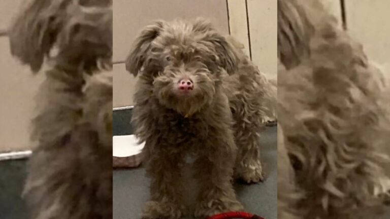 sweet gray dog