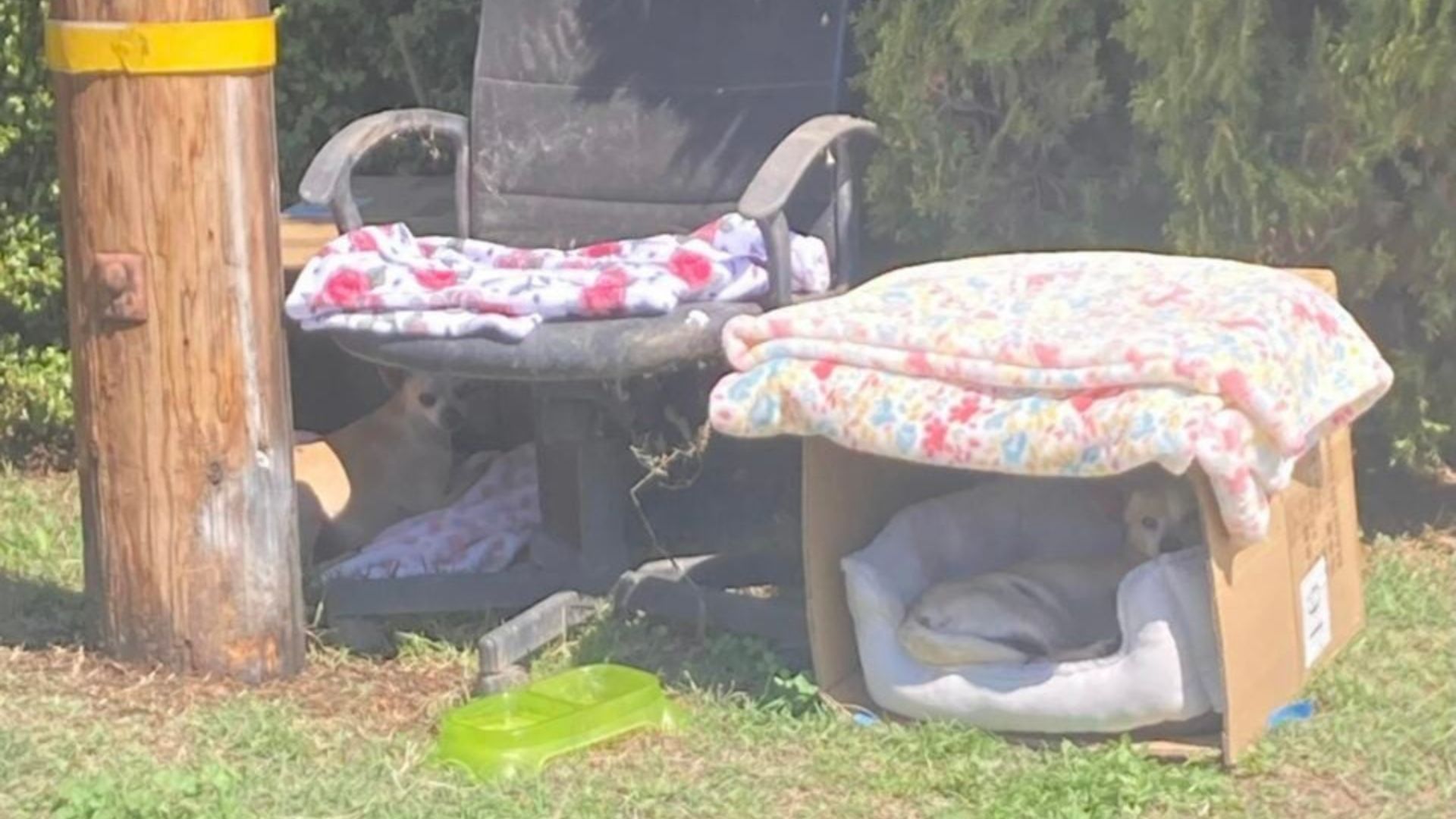 In California, A Pregnant Dog And Her Pup Wait In Cardboard Beds As A Storm Approaches