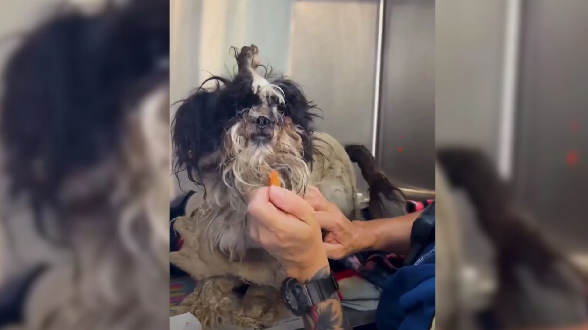 In California, A Stray Pup’s Transformation Begins With A Haircut And Ends In A Home