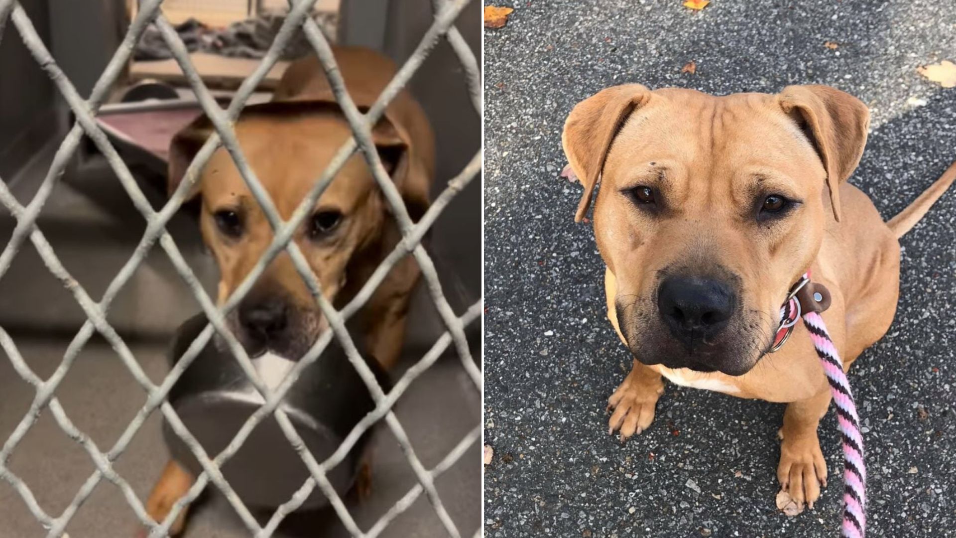 In New York, A Shelter Pup Waits 1,800 Days With Nothing But His Bowl 