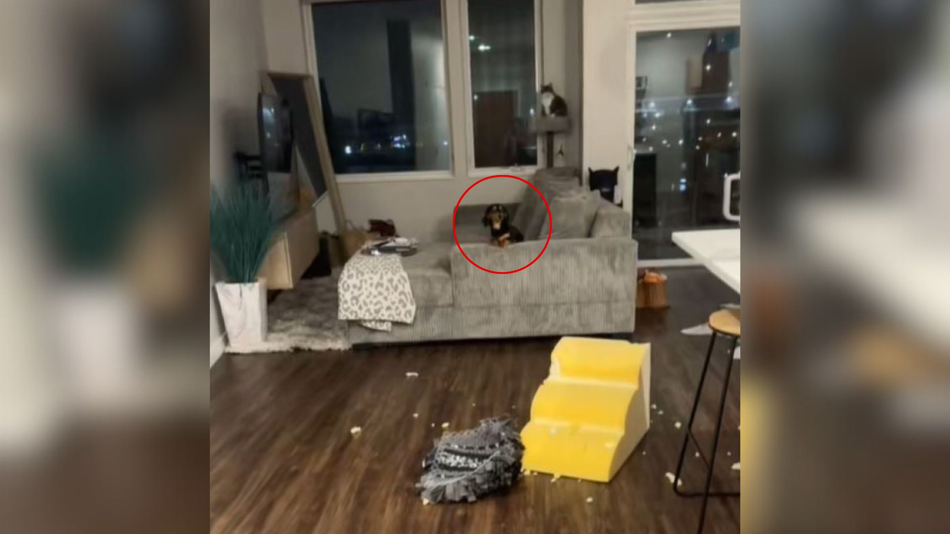 In Only 10 Minutes, This Wisconsin Pup Turns Everything Upside Down And Shocks Owner