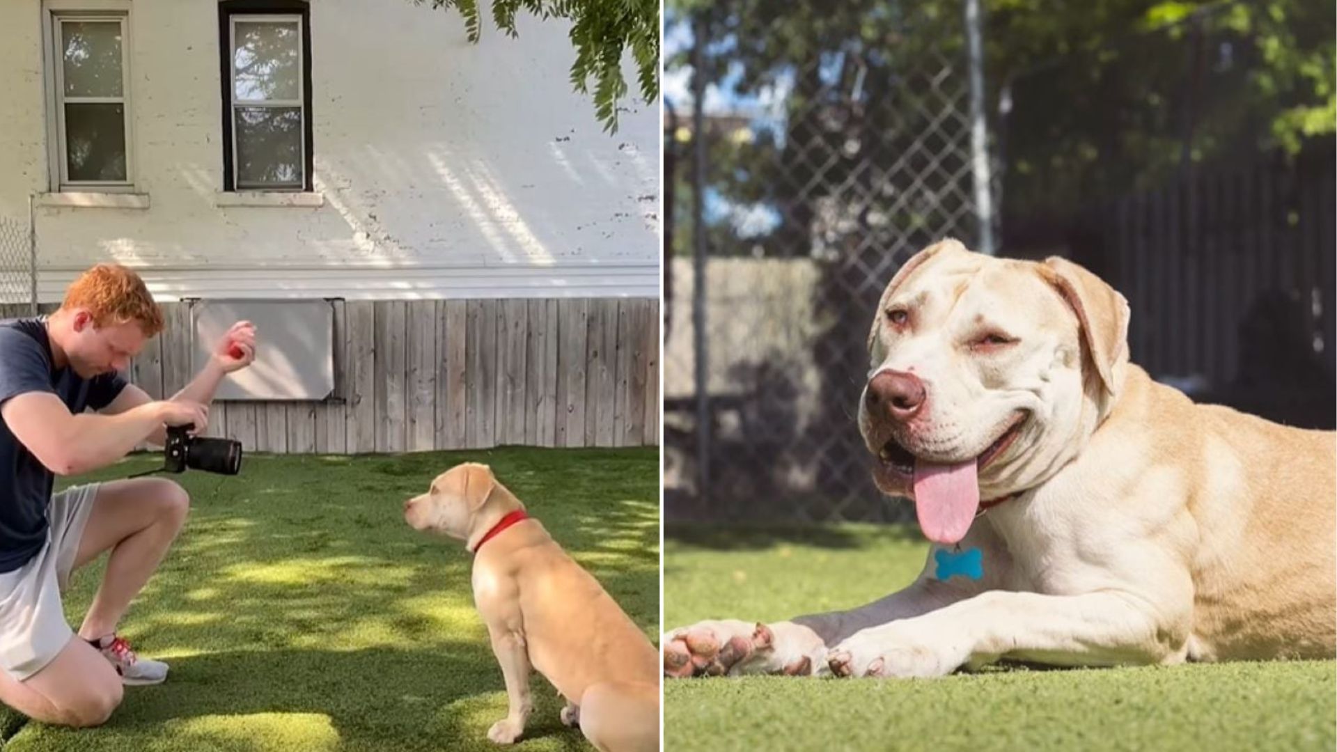 Indiana Photographer’s Shelter Dog Photo Shoot Interrupted By A Family Ready To Adopt