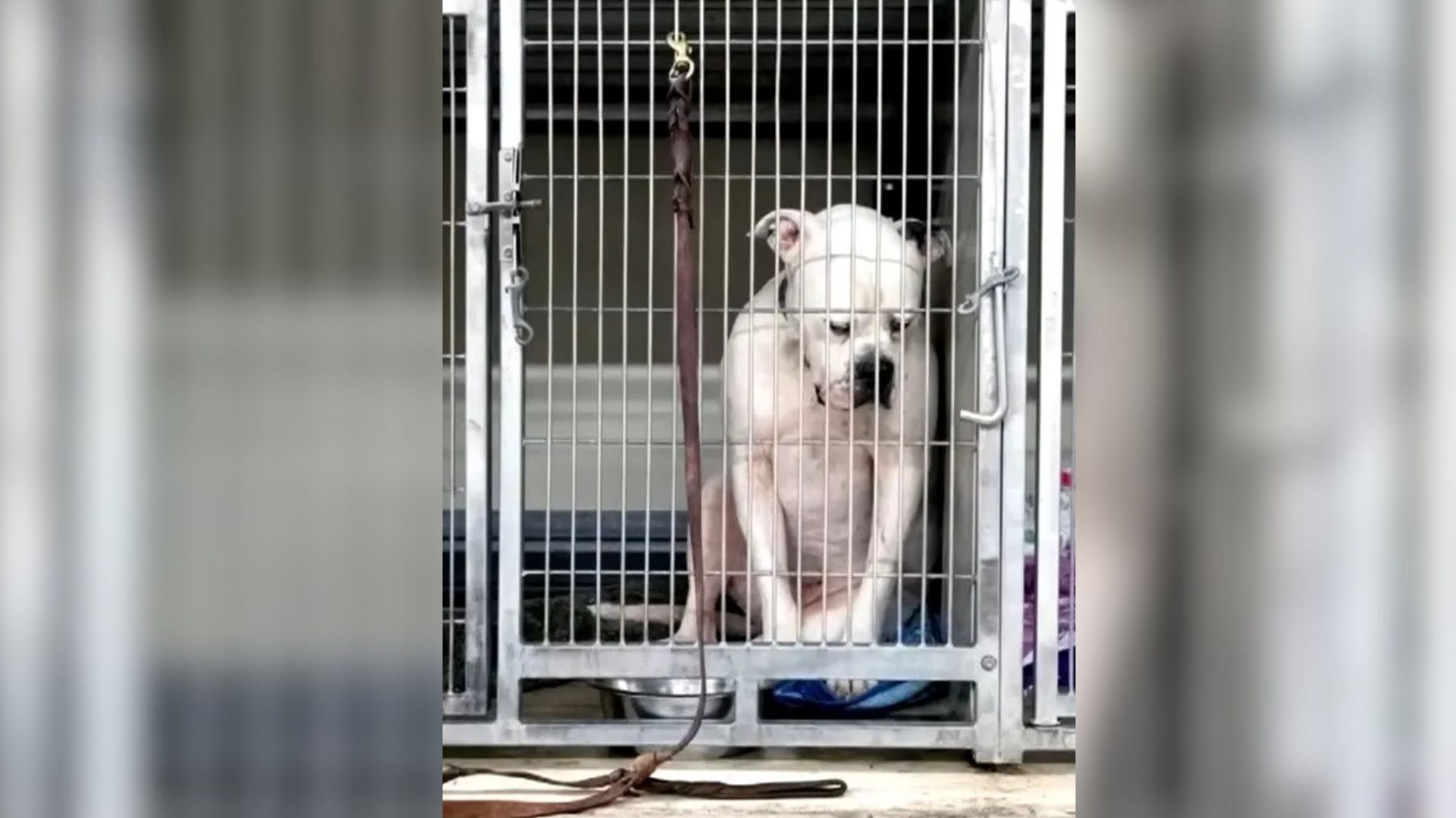 Indiana Pup Abandoned By Family Finds Hope Again After His Heartbreaking Photo Goes Viral