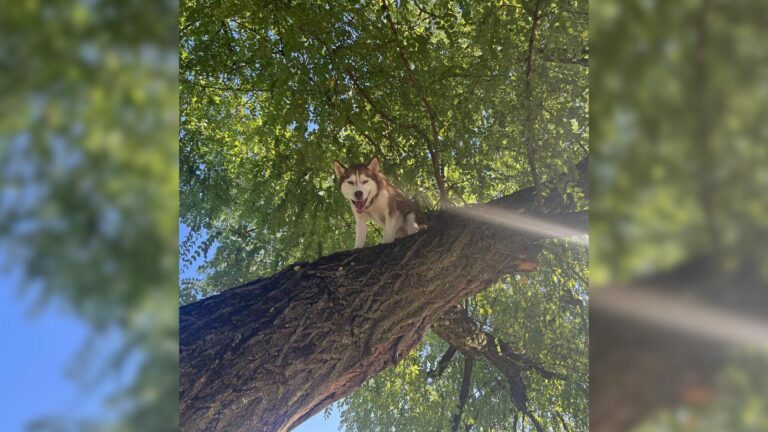 dog on tree