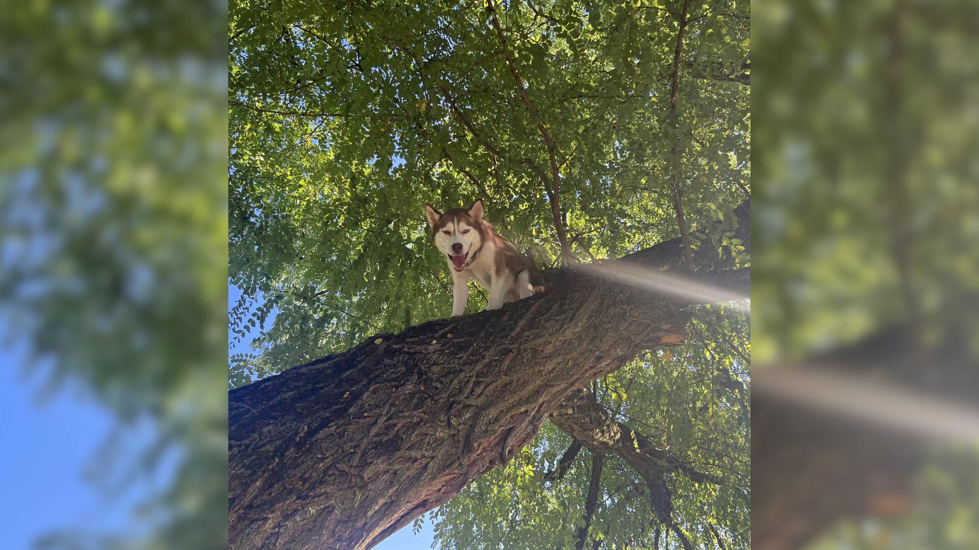 dog on tree