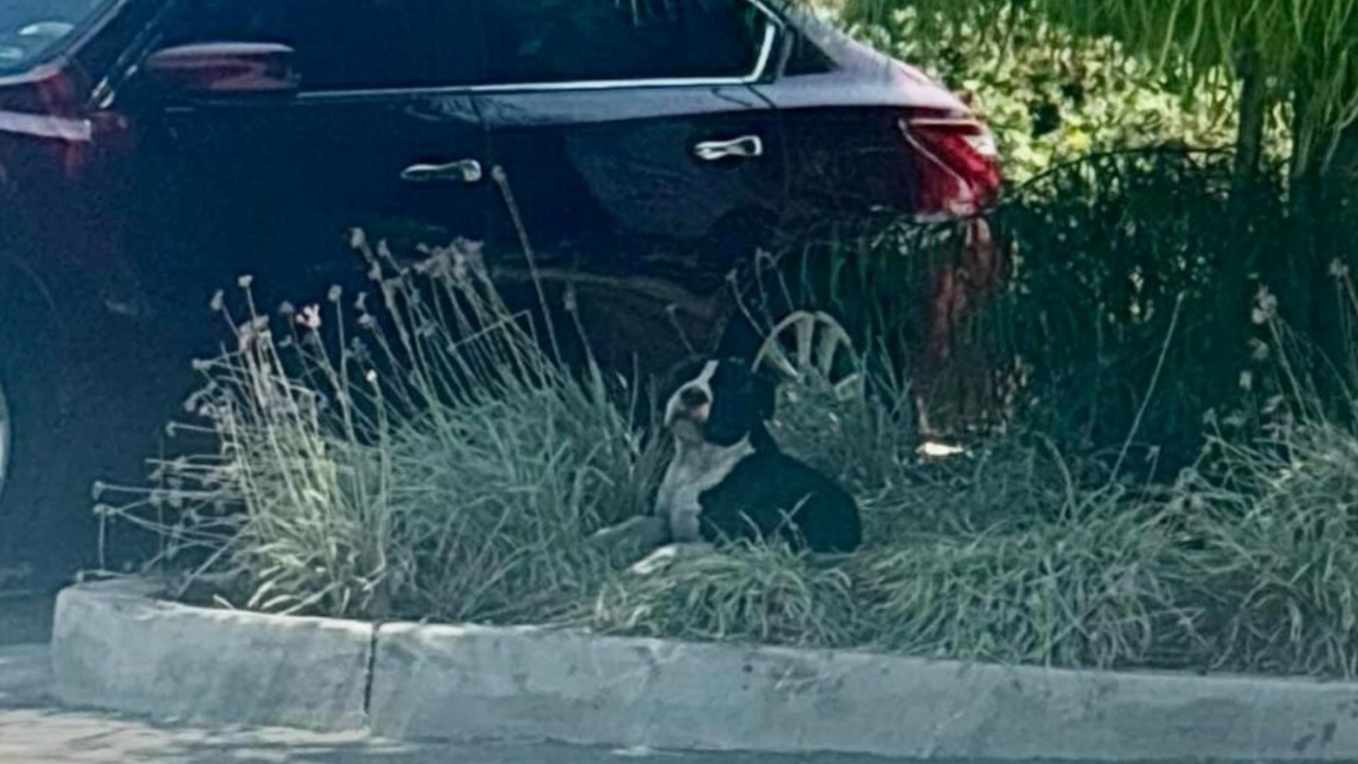 Injured California Pup Faces Surgery, But A Surprise Test Results Change Everything
