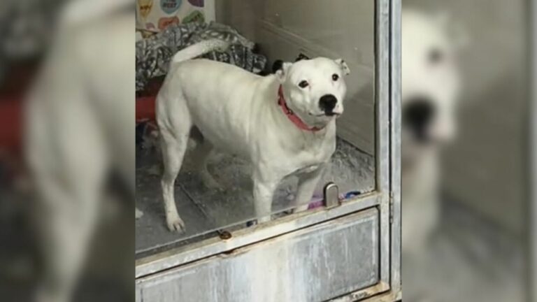 shelter dog