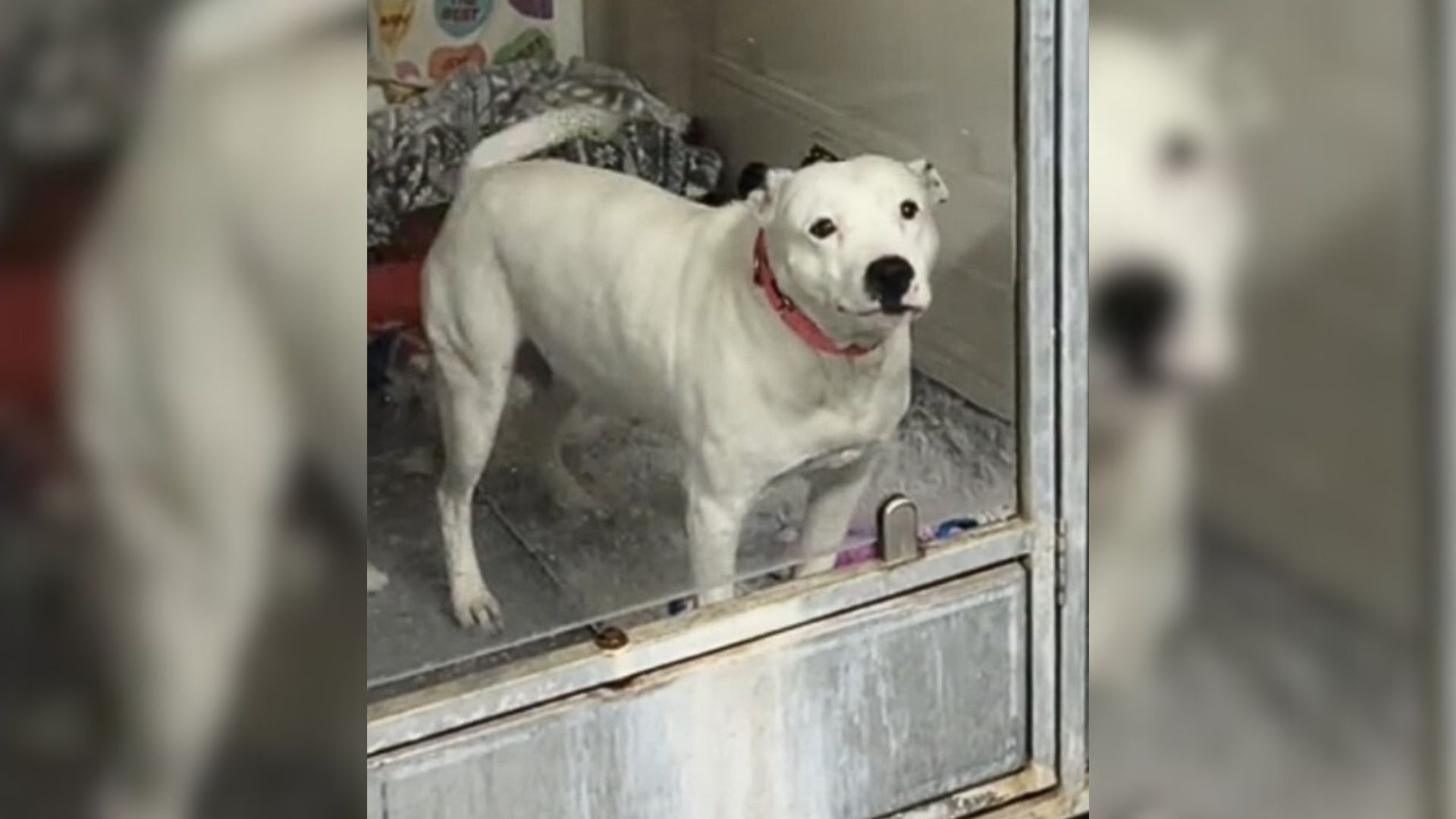 Kansas Dog Mom Watches Others Get Adopted While She Waits For Her Turn