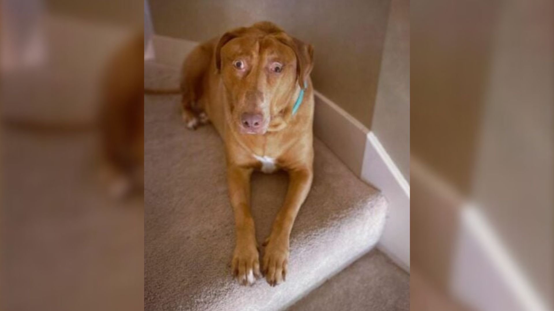 adopted dog