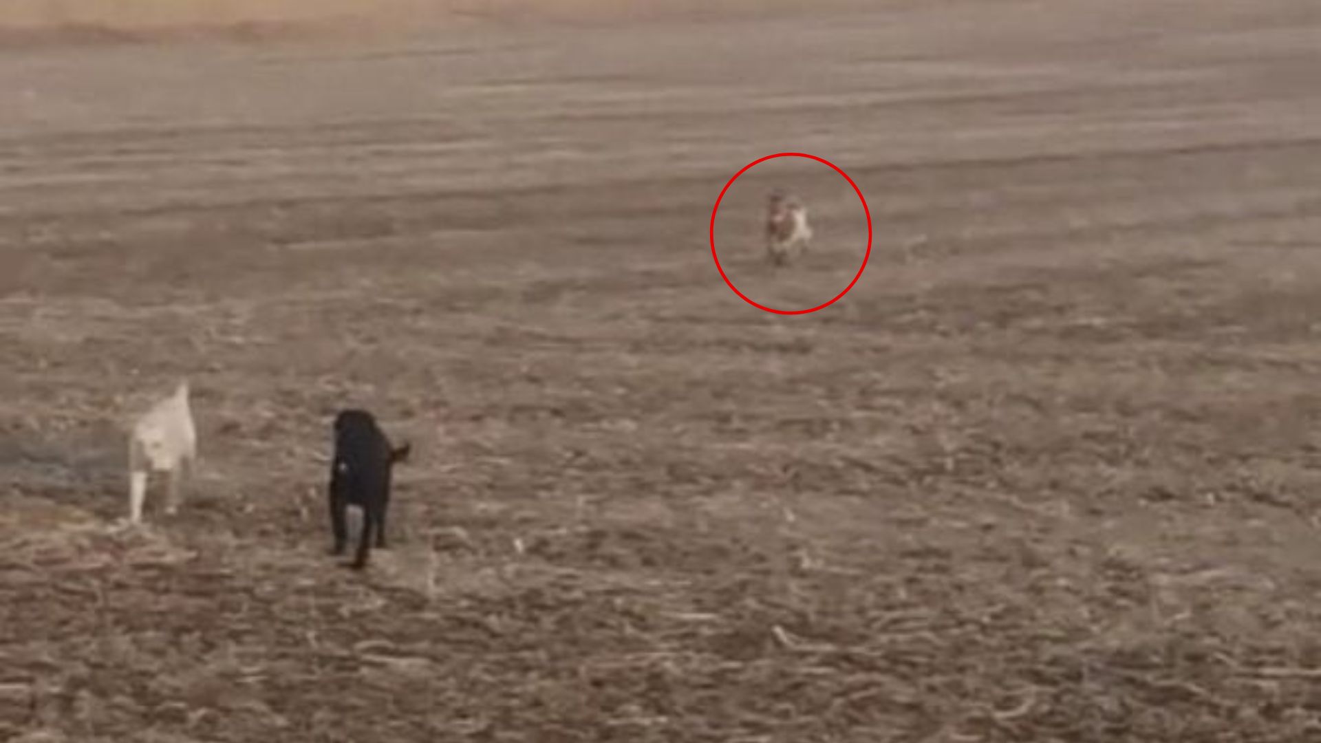 Kansas Man Finds His Lost Dog In Cornfields, Surrounded By Unexpected Animal Friends