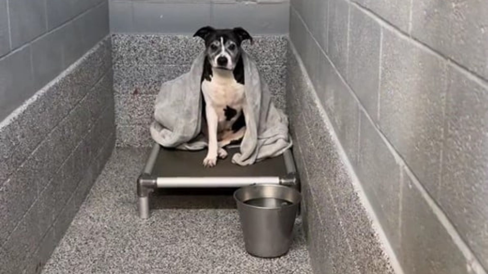 Kansas Senior Dog Ignored For Months Finally Lights Up When Visitor Stops By