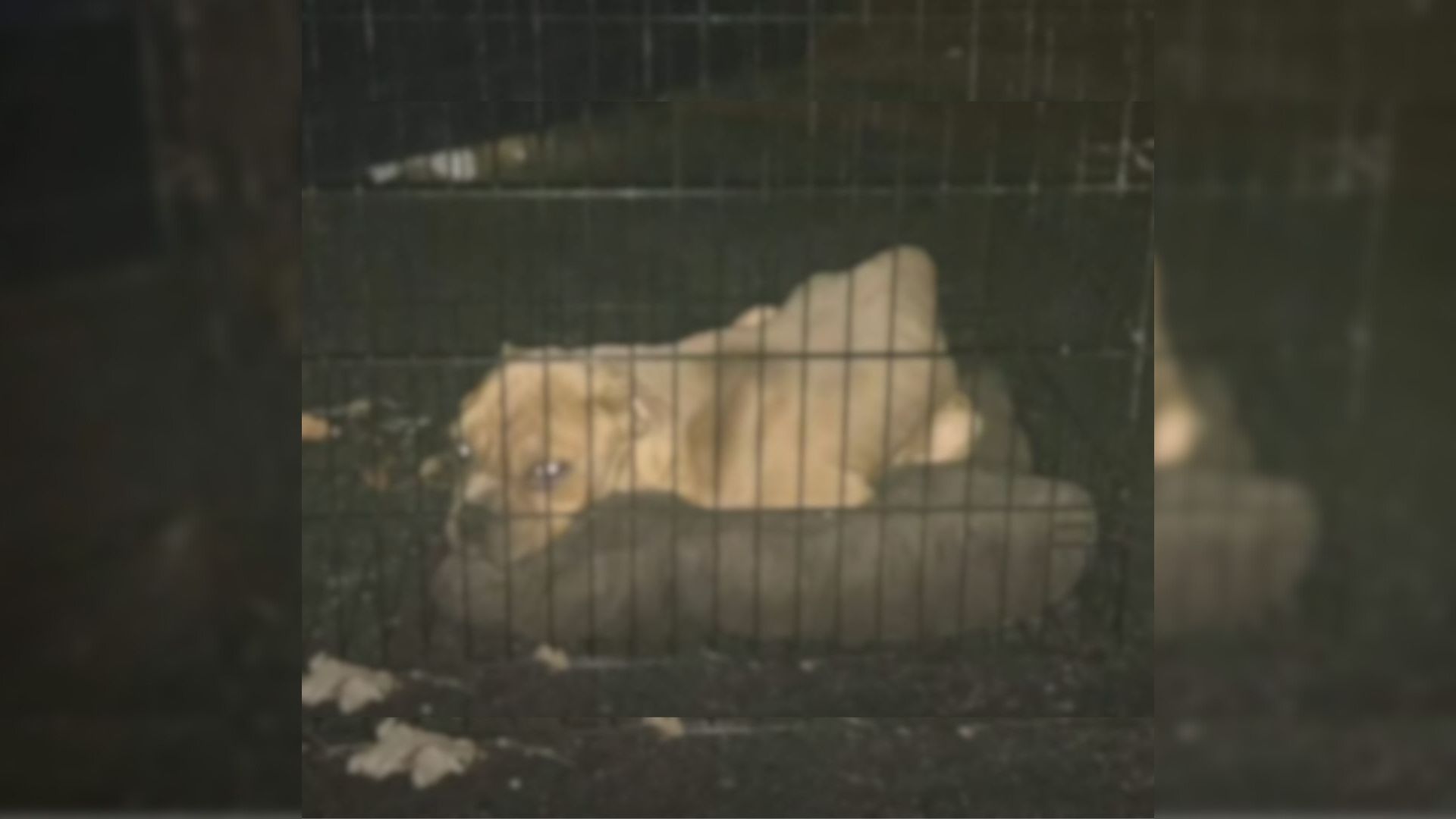 Kansas Woman Lifts A Dumpster Lid And Freezes At What’s Inside