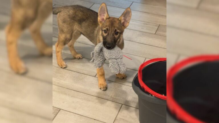 cute puppy