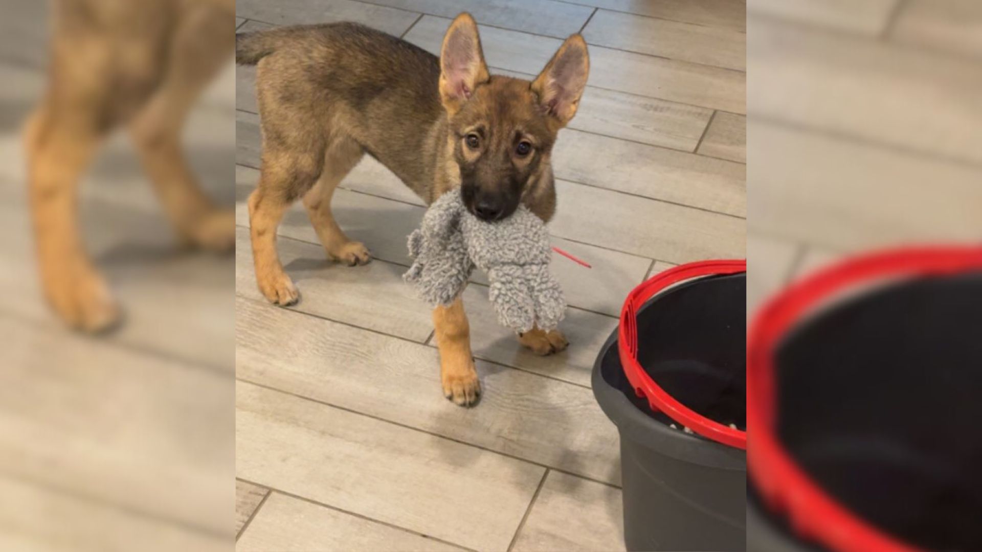 Kansas Woman Took In A ‘Free’ Puppy, But The Vet Bills That Came After 18 Months Shocked Everyone