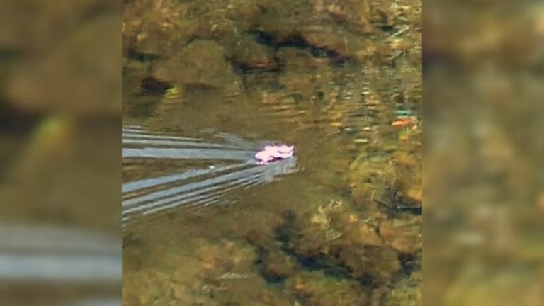 animal on water