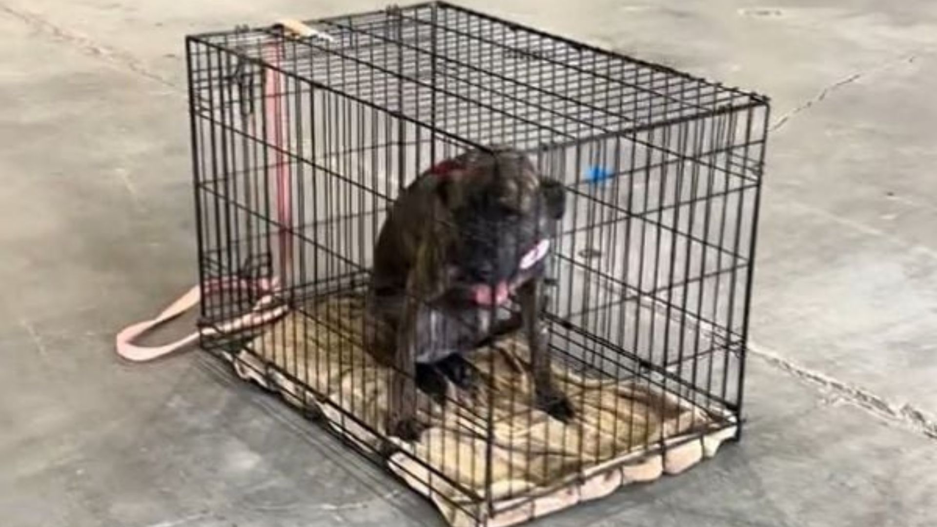 Kentucky Dog Breaks Hearts As She Watches People Pass Her By At Adoption Event