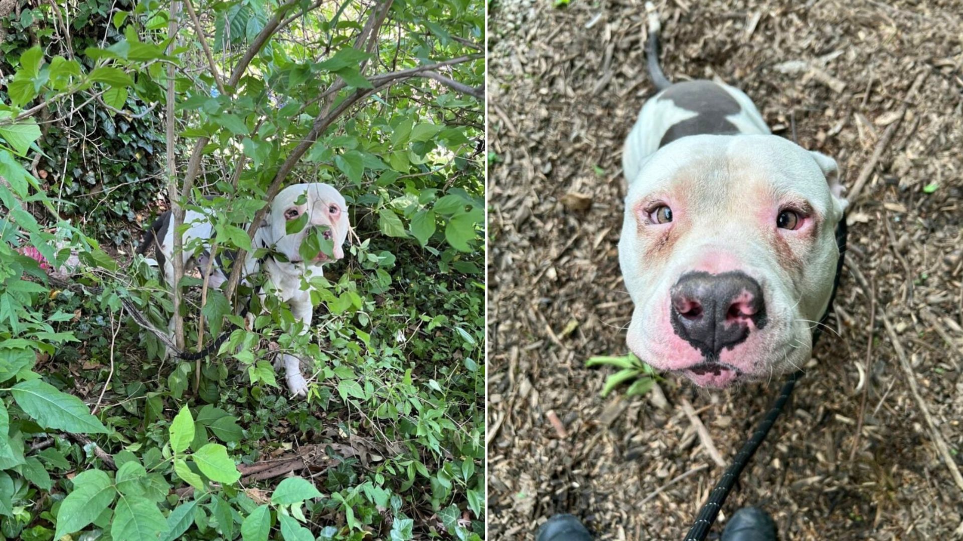Kentucky Dog Found Tied In A Bush For Three Days Leaves Rescuers Heartbroken