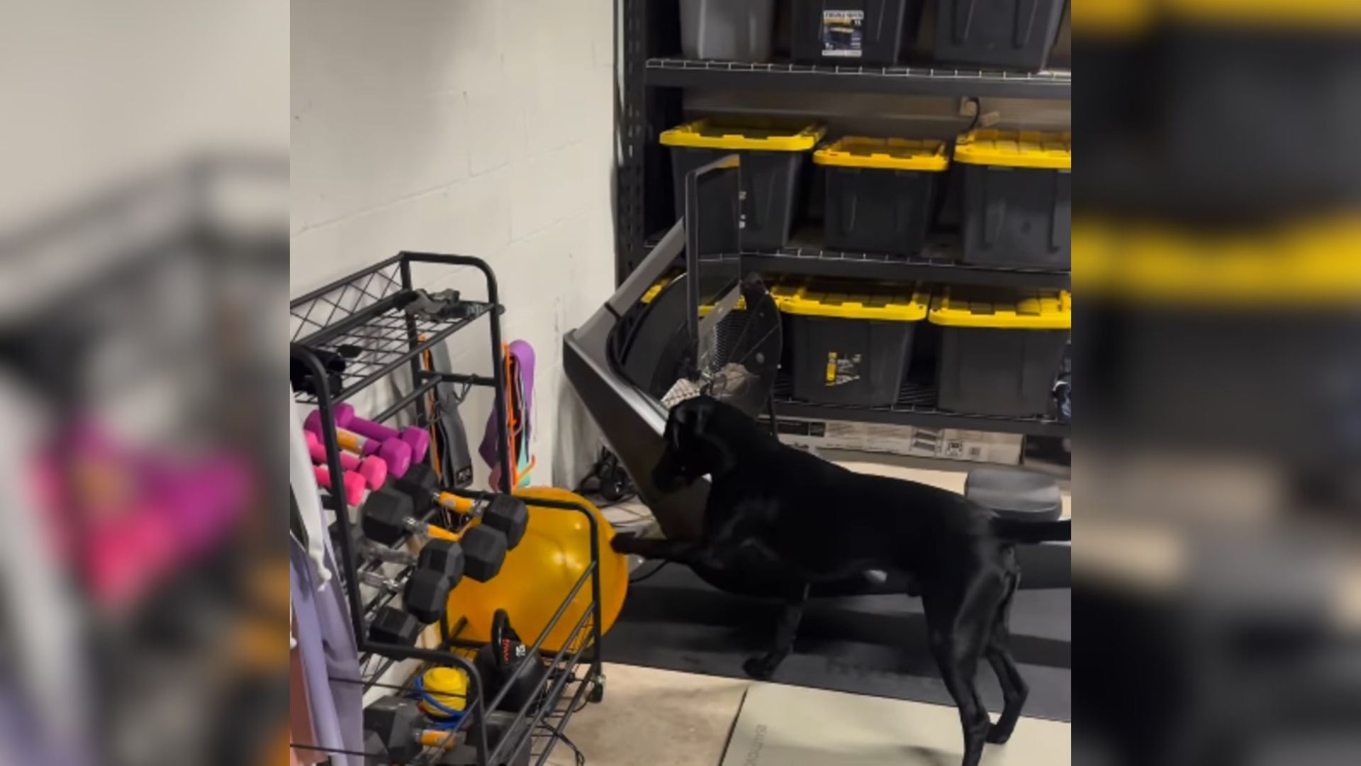 labrador working out