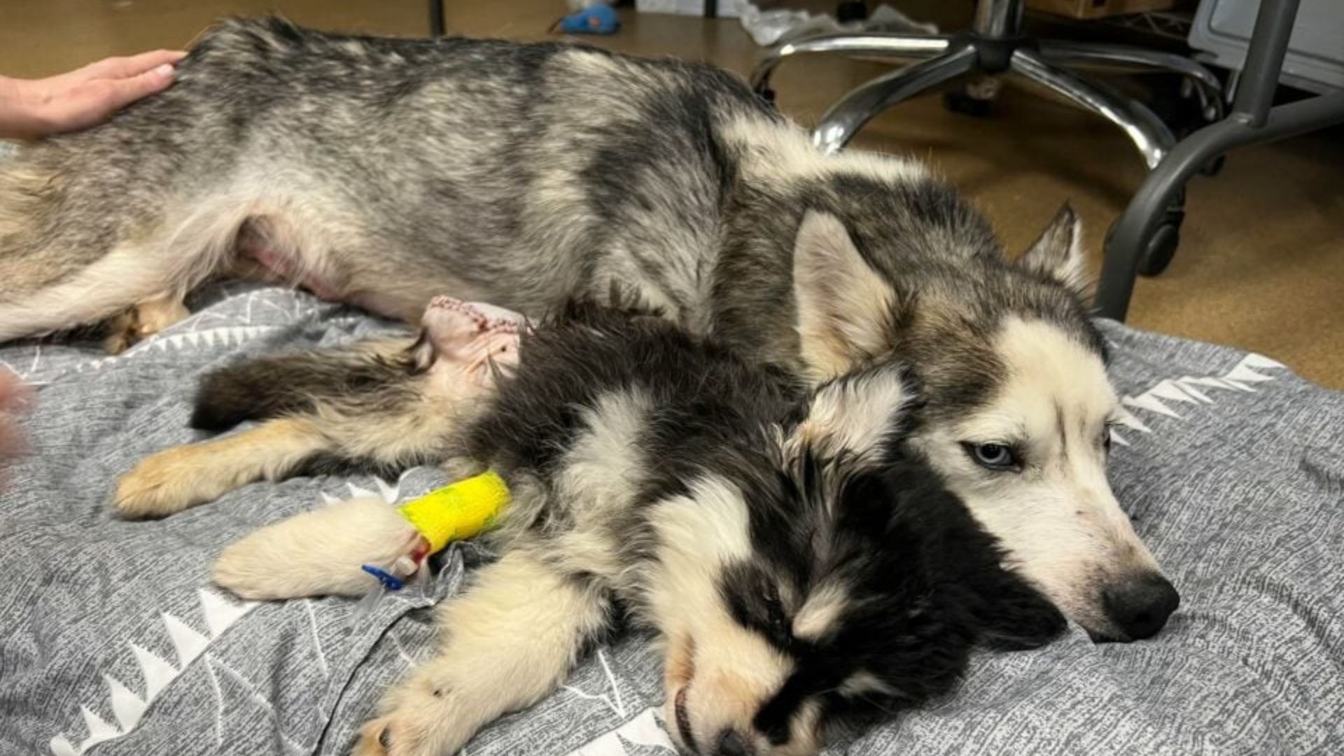 Kentucky Mama Dog Breaks Down In Tears While Separated From Her Puppy During Rescue