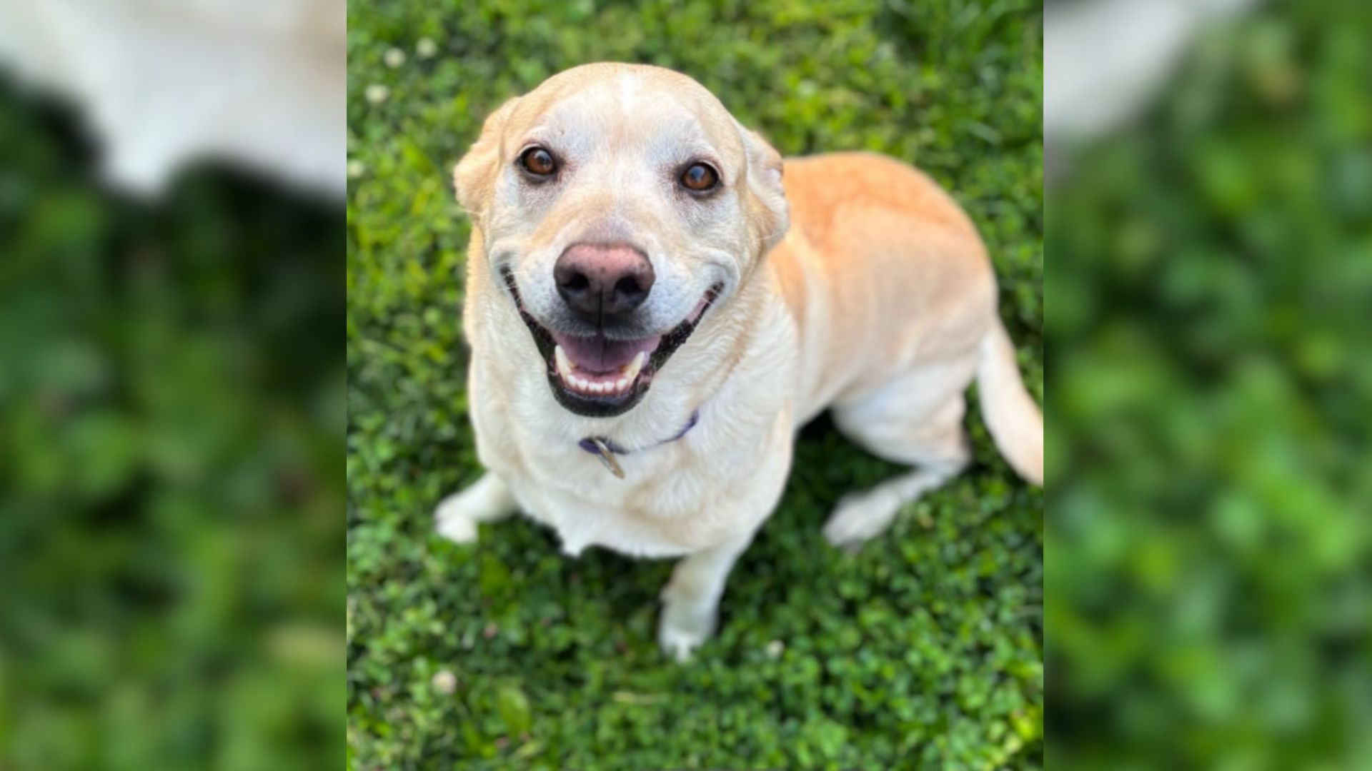 happy dog