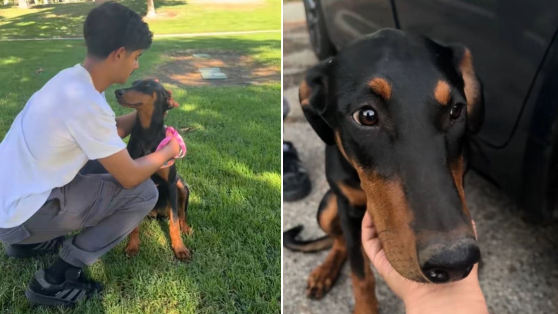 Lonely Dog Leaps At Couple’s Car Window In California, They Realize It’s Their Dream Pup