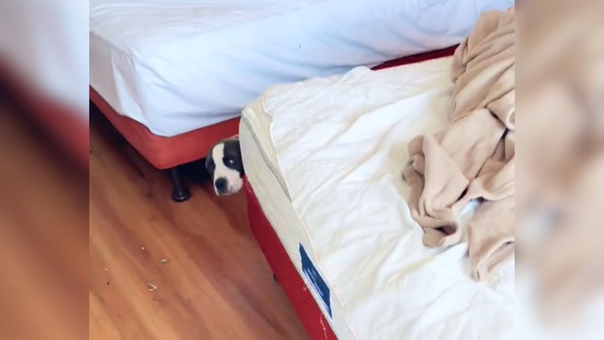 Lonely dog