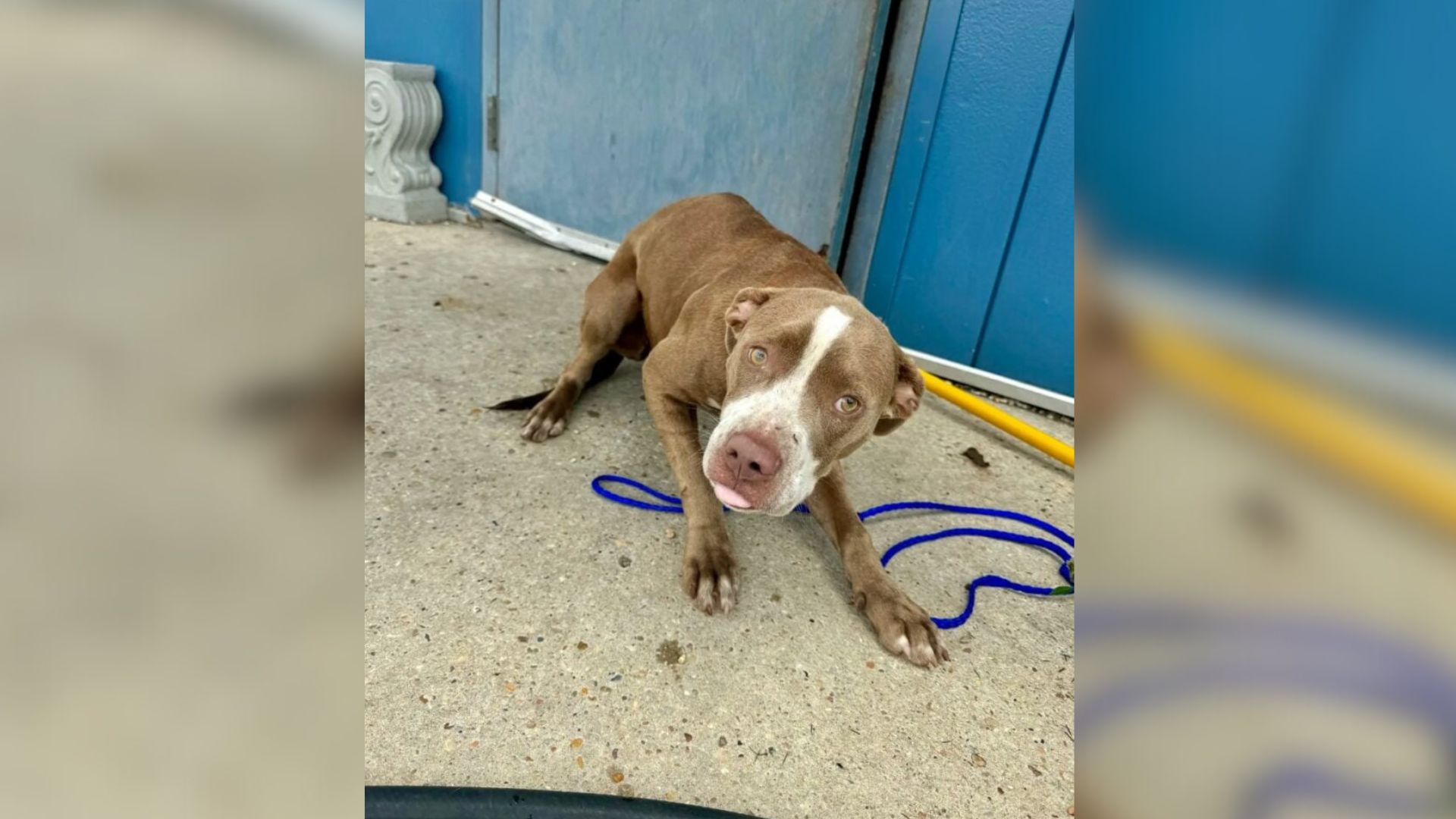 Louisiana Pup Who Spent Years Alone Finally Opens Her Heart To The People Who Saved Her