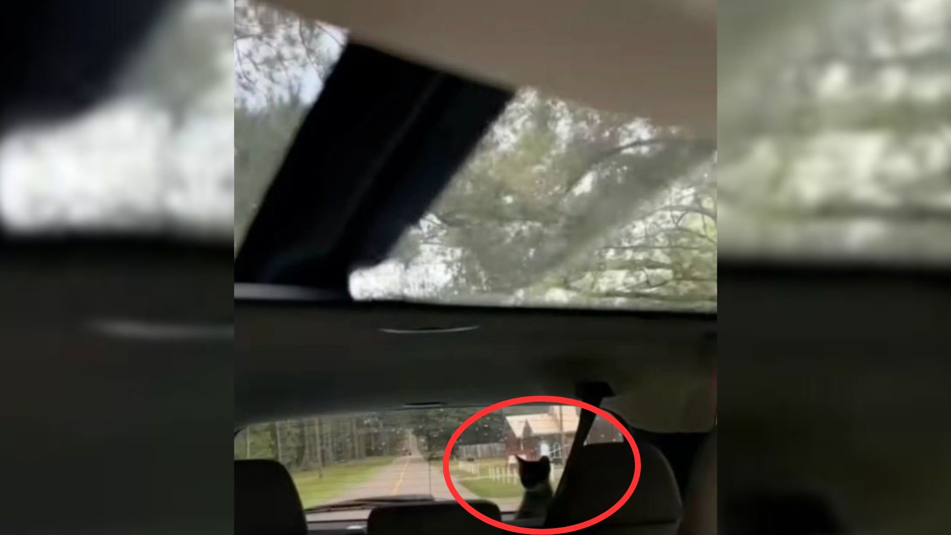 animal in rear window