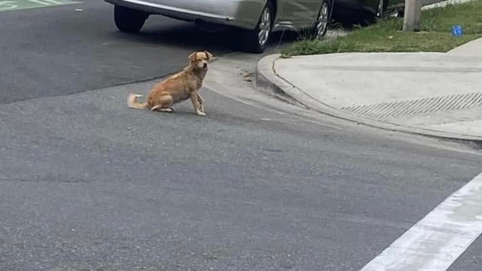 Mama Dog About To Give Birth On California Street Is Saved Just In Time By Rescuers