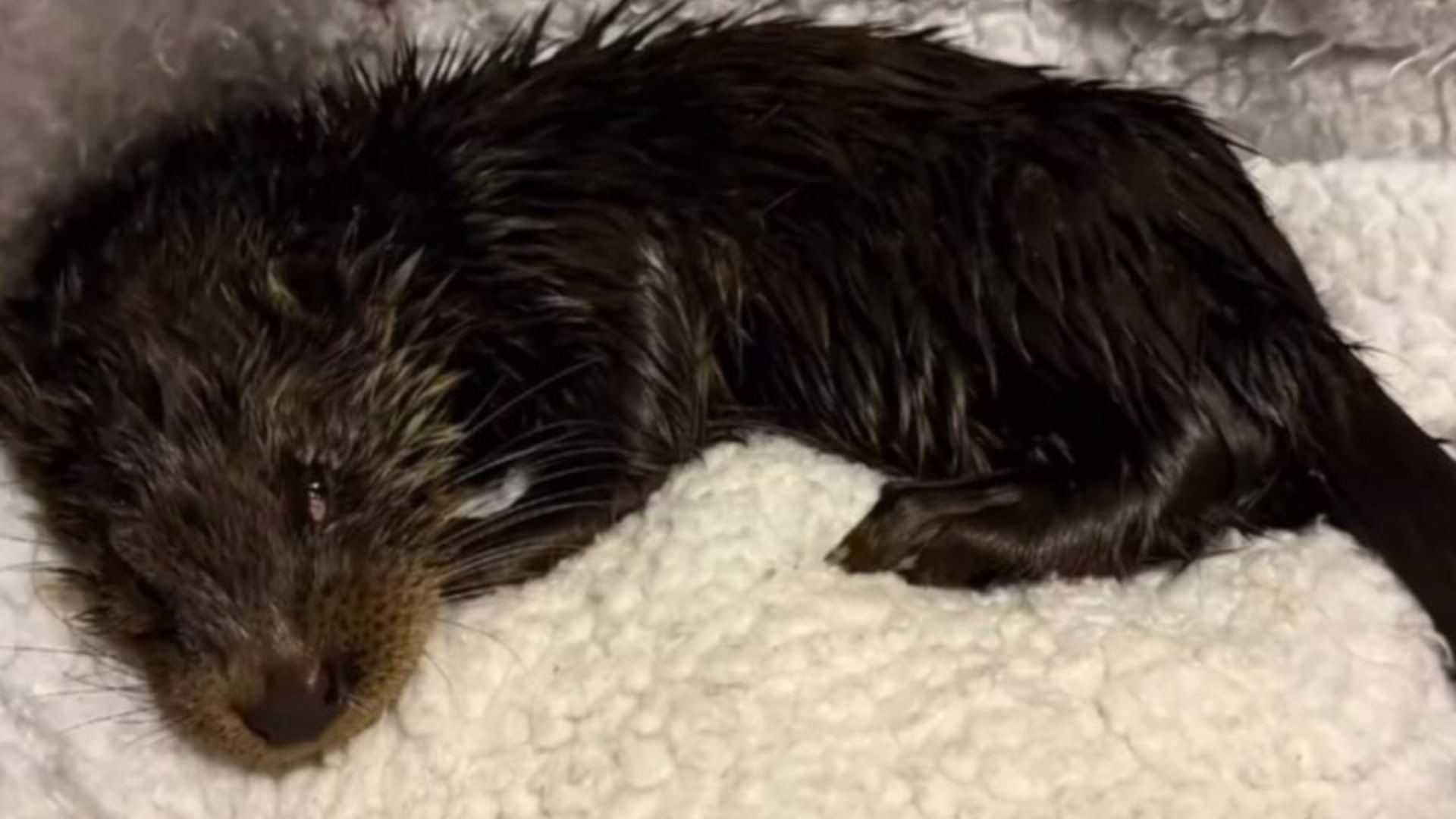 black dog laying down