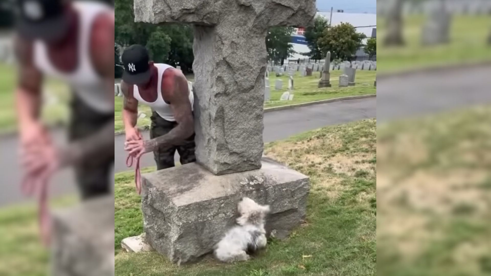 scared stray dog