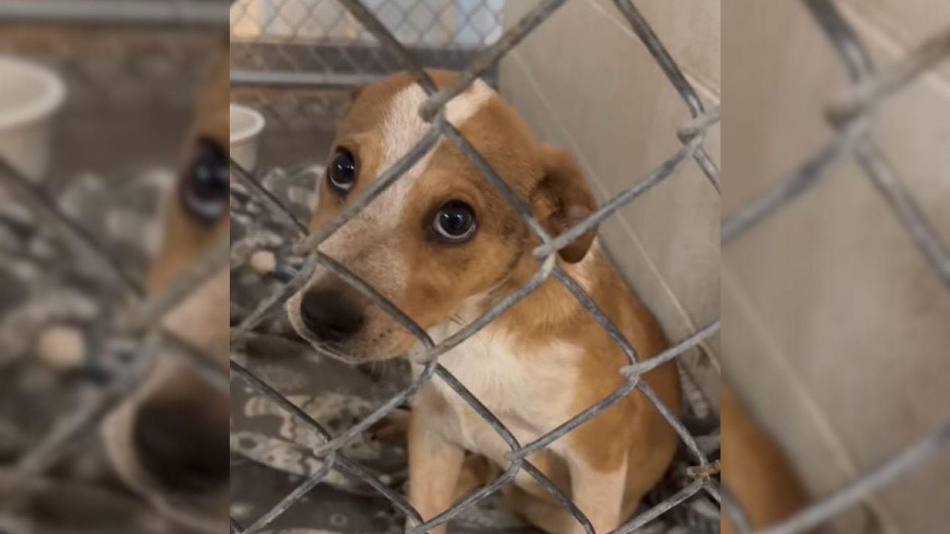 Man Locks Eyes With A Puppy In Texas Shelter And Feels An Instant Bond He Can’t Ignore