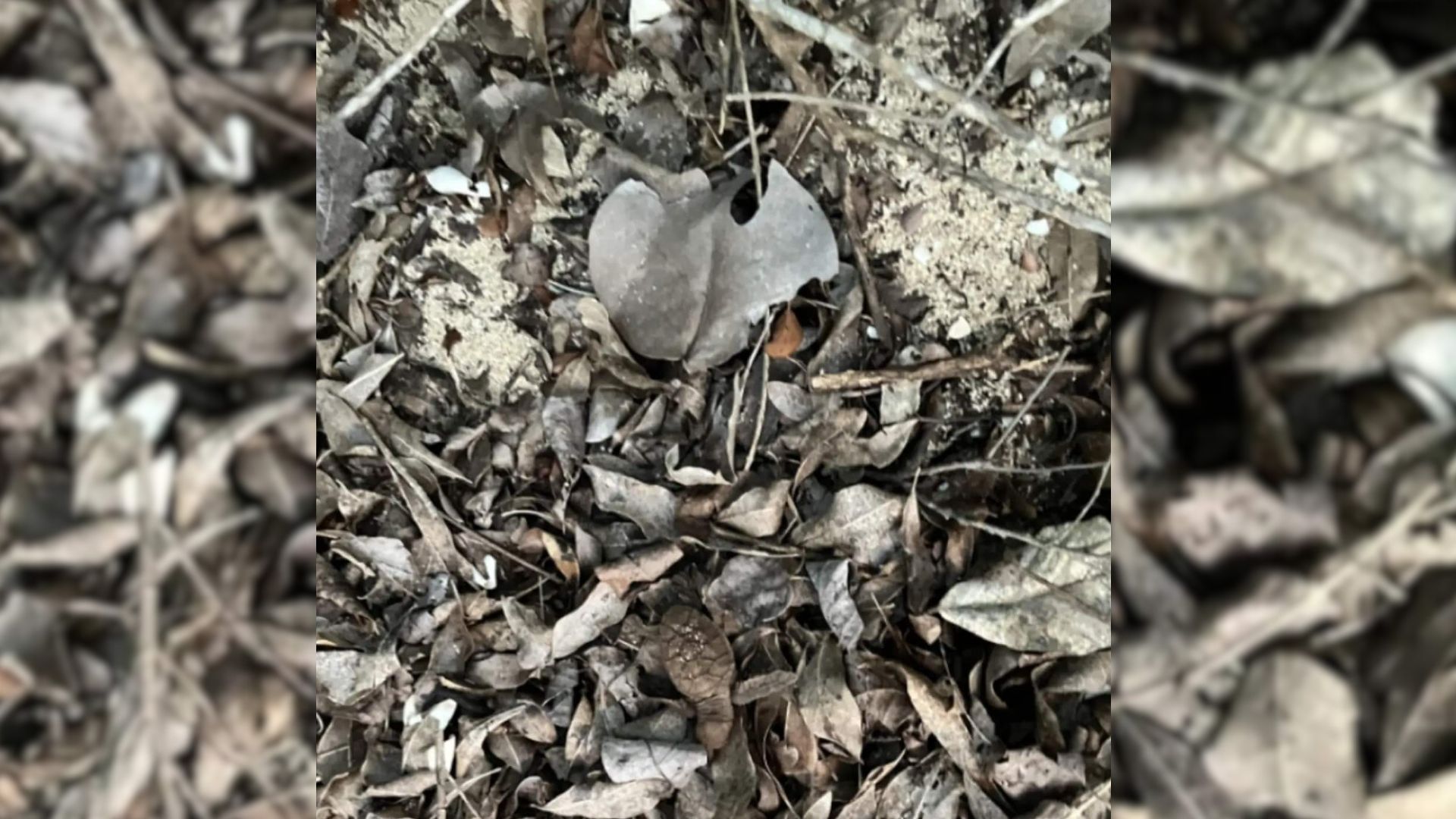 Man Was Doing Research In U.S. Virgin Islands When He Suddenly Spotted An Endangered Animal