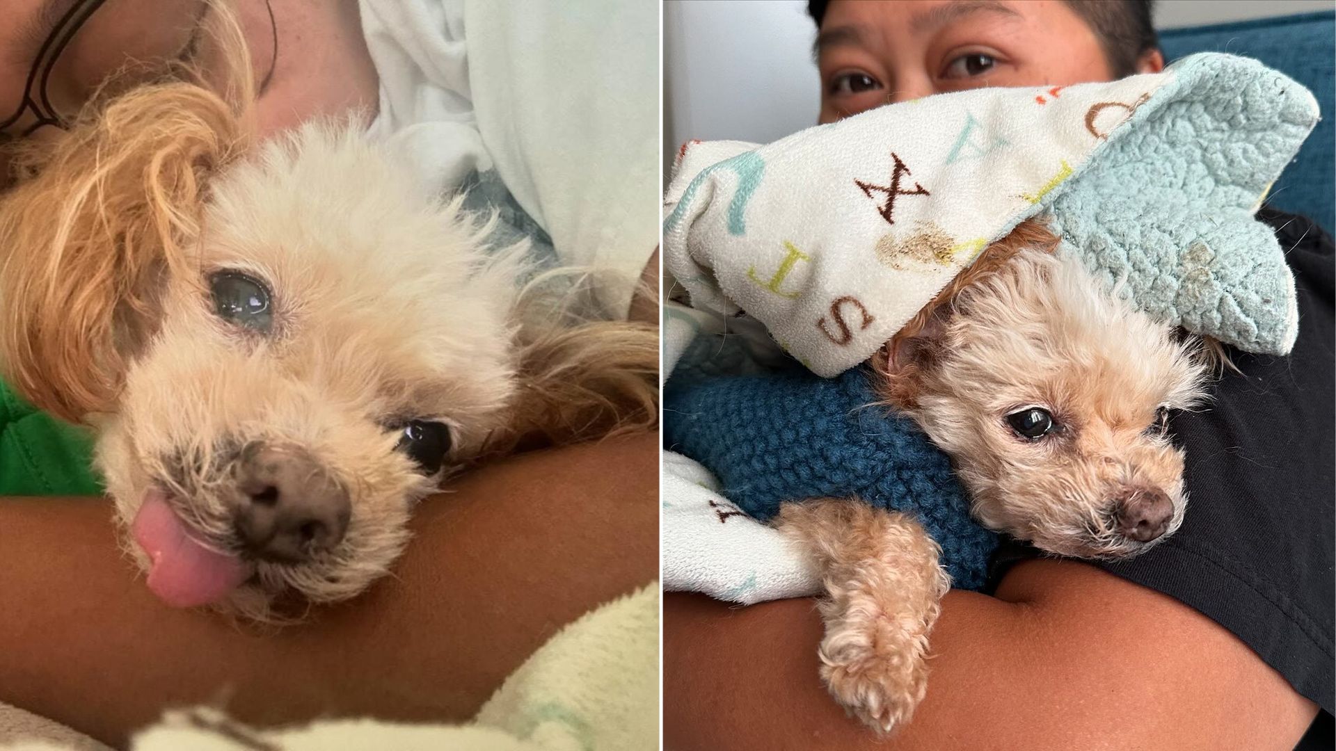 dog in bad condition
