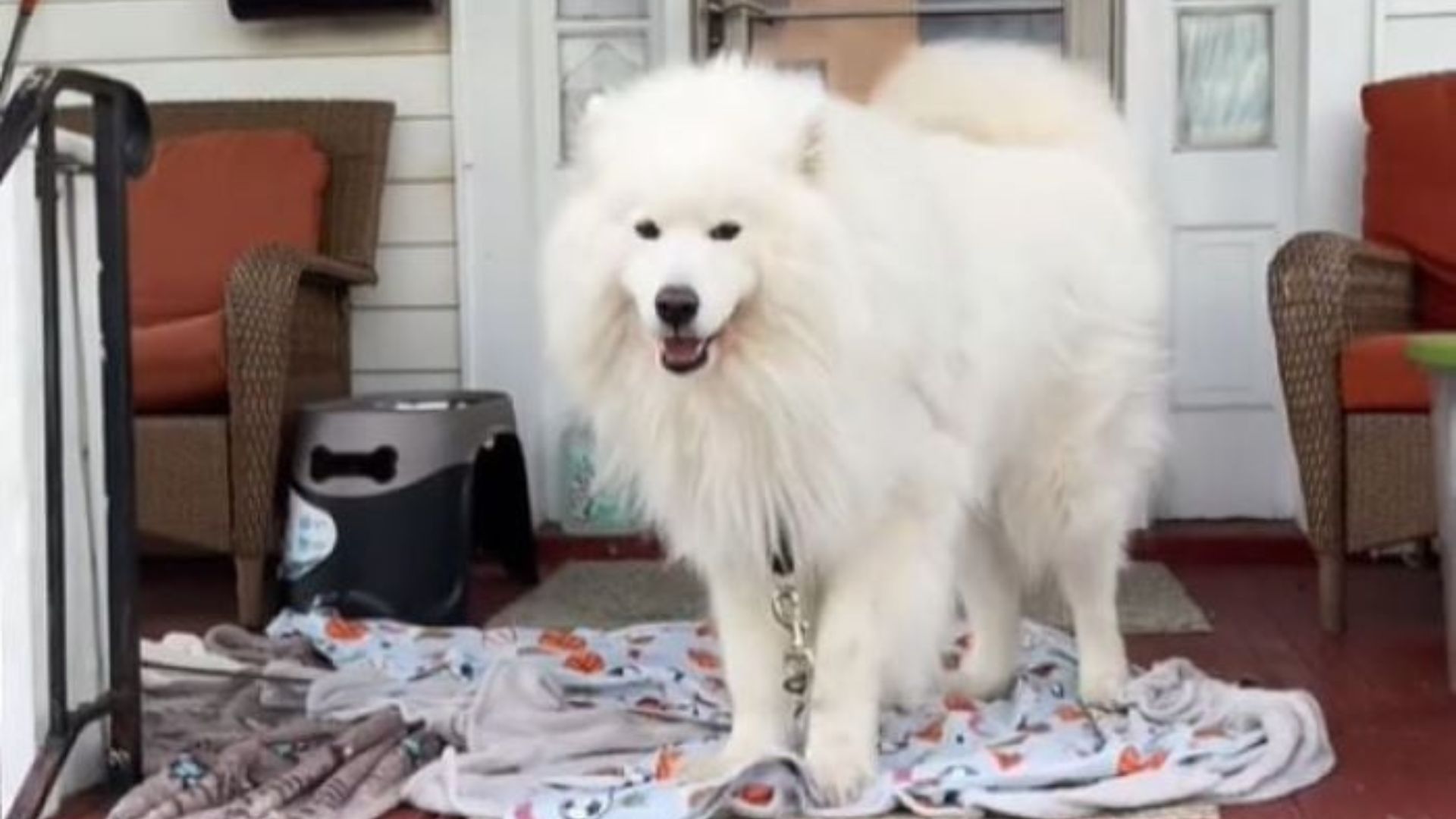 very beautiful white dog