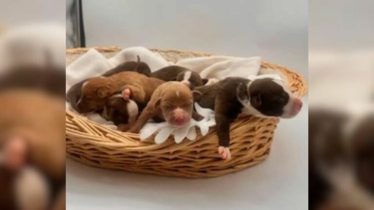 newborn puppies