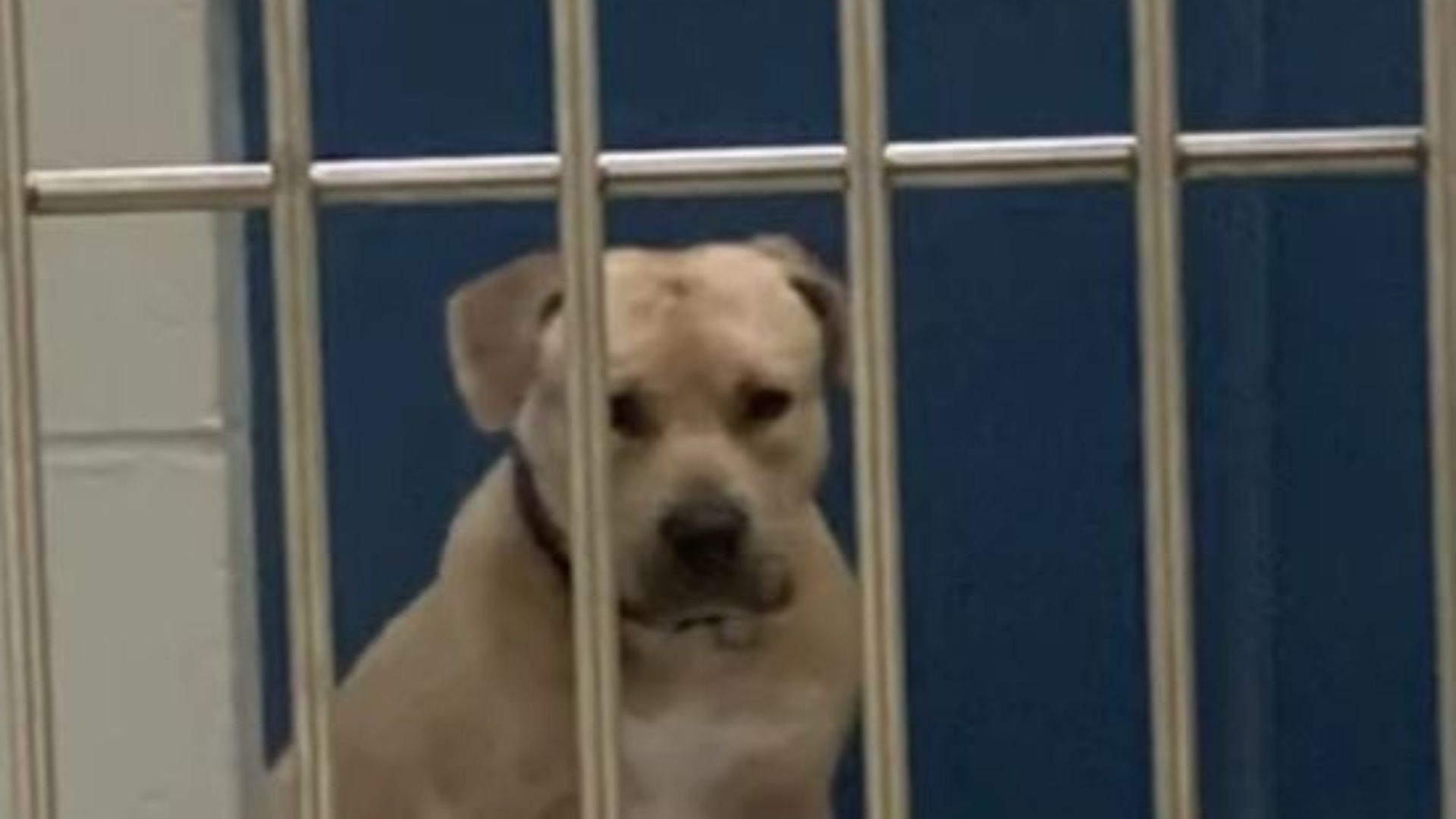 Maryland Shelter Dog Overlooked By Many Until A Young Girl Begs To Take Him Home