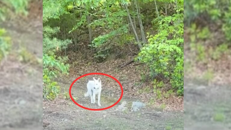 dog in forest