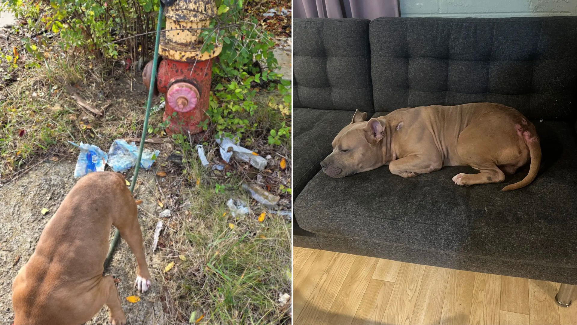 Michigan Dog Found Sitting By A Fire Hydrant And Then Rescuers Learn The Heartbreaking Truth