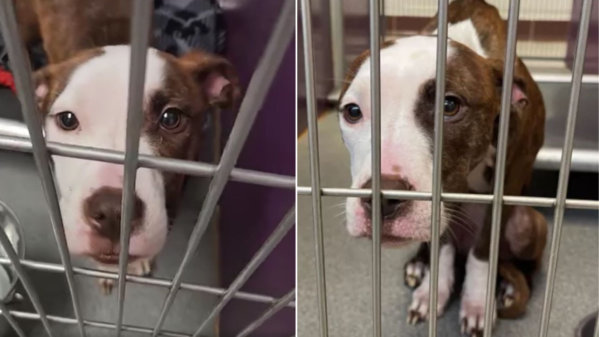 Michigan Dog’s Plea For Help In Shed Leads To A Life-Changing Miracle