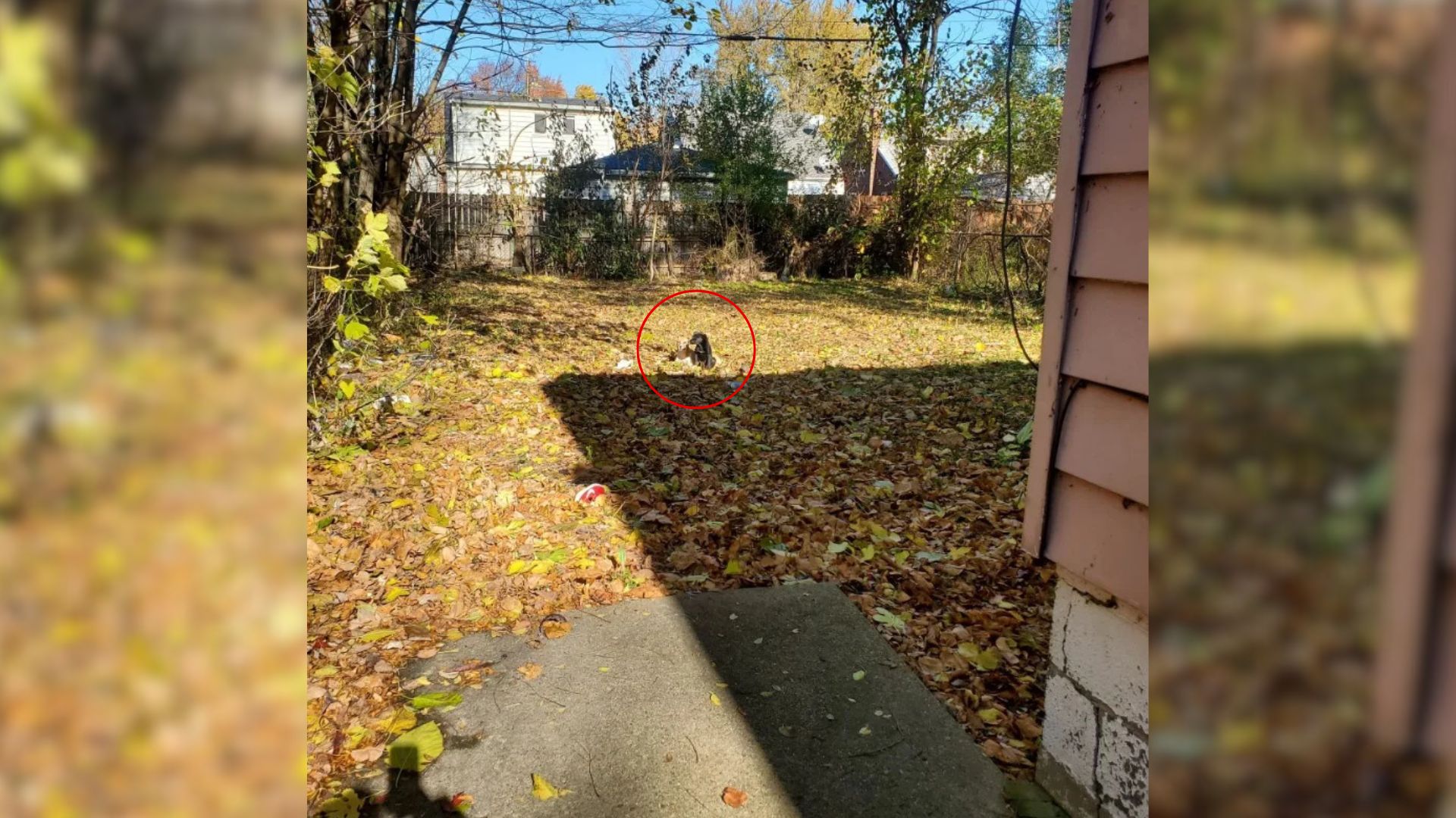 Michigan Electrician Steps Into A Forgotten Yard And Finds Two Lives Hanging On