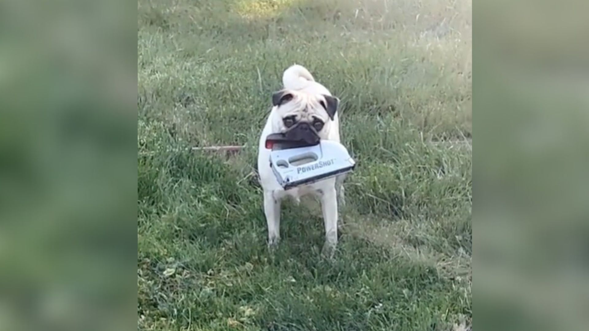 kleptomaniac dog